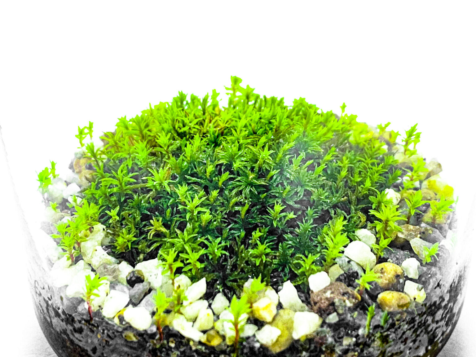 タチゴケのテラリウム