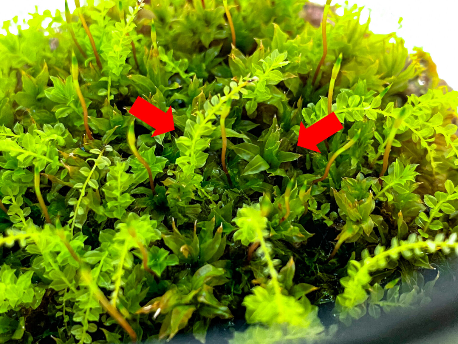 匍匐茎と直立茎