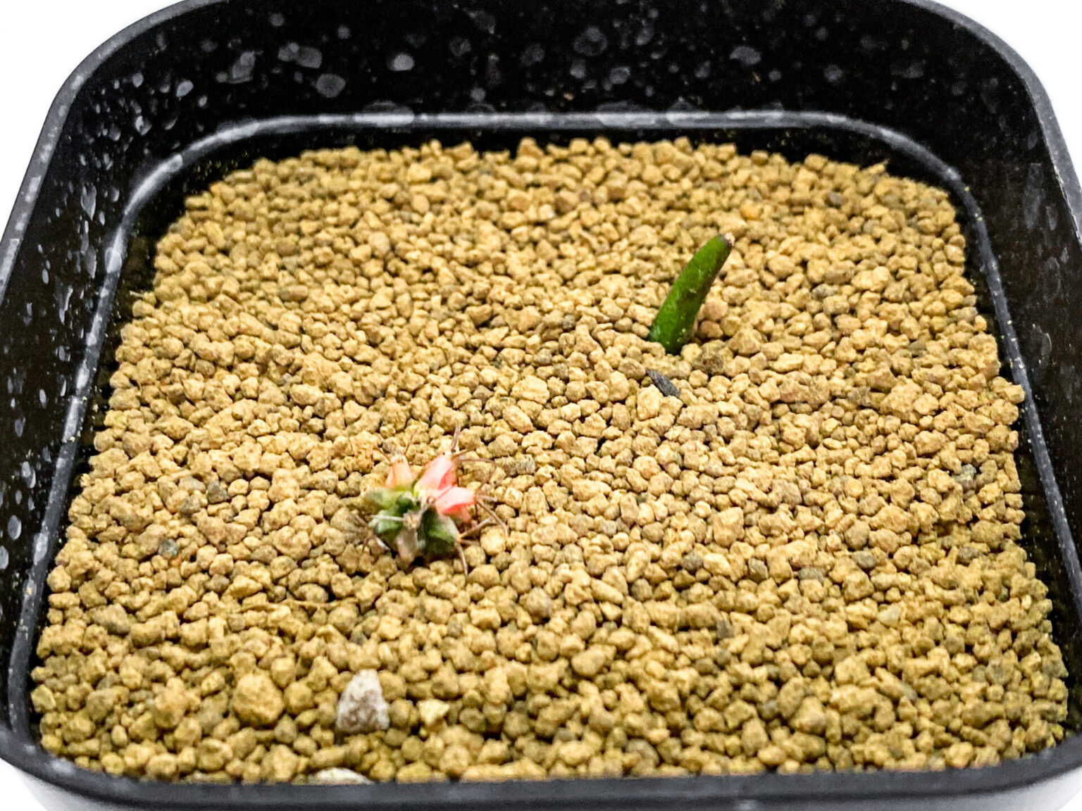 緋牡丹錦とリプサリスを植え付け完了