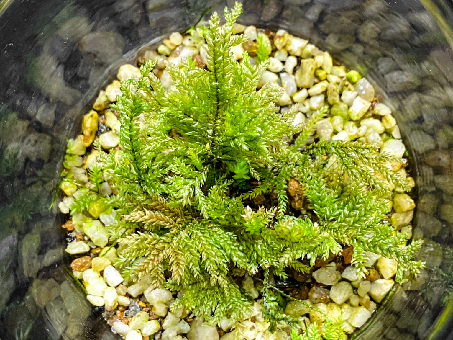 オオトラノオゴケ