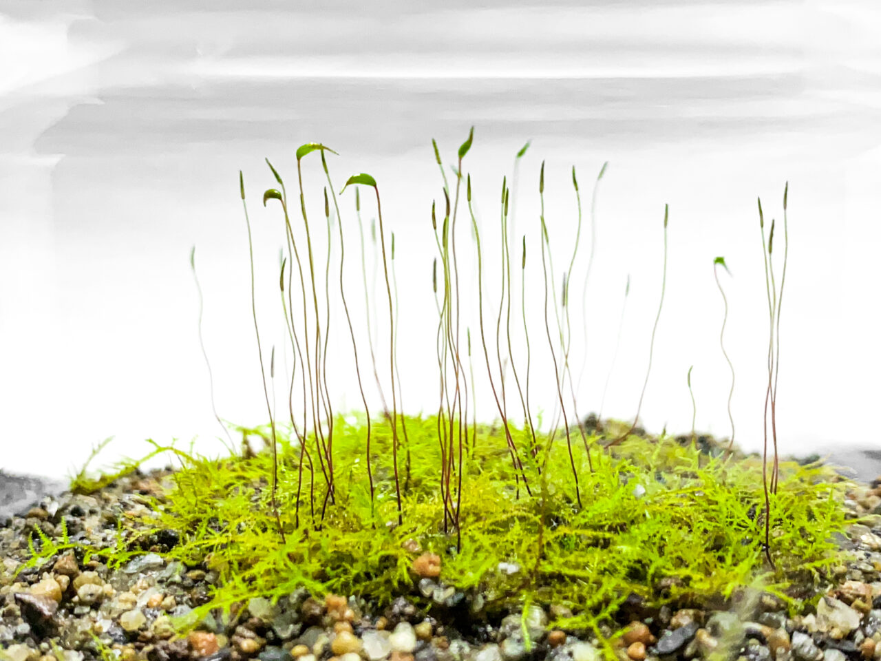 生長してきた謎ゴケの蒴