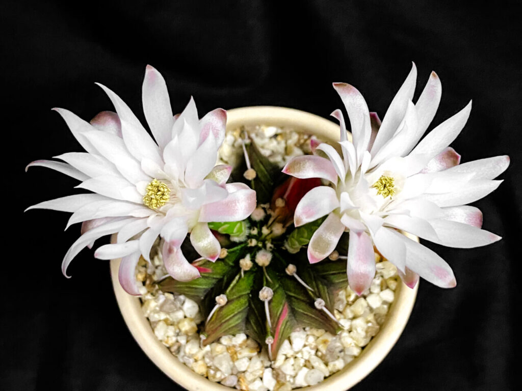 緋牡丹錦×LB2178ハイブリッドの花