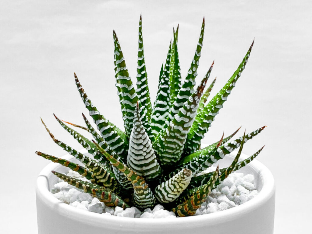 ハオルチア・十二の巻