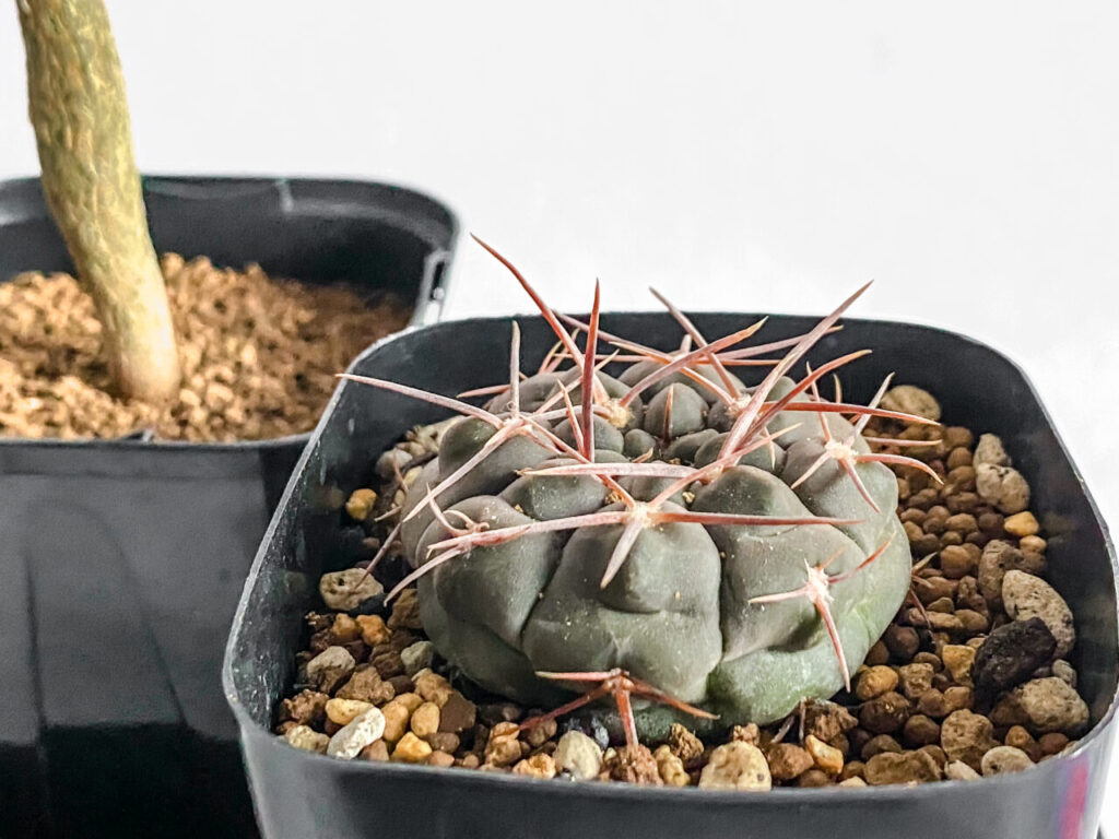 ギムノカリキウム・プロチャズキアナム