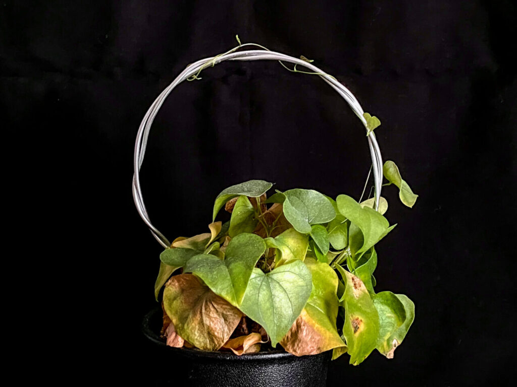 ディオスコレア・亀甲竜