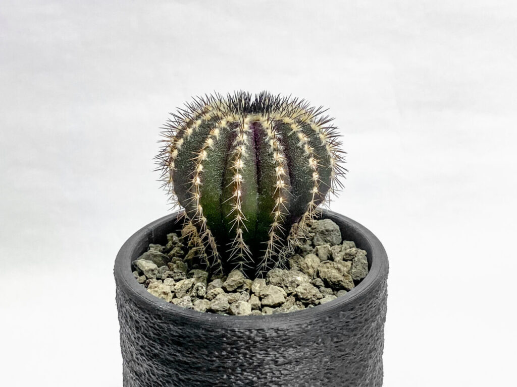 ユーベルマニア・ペクチニフェラ