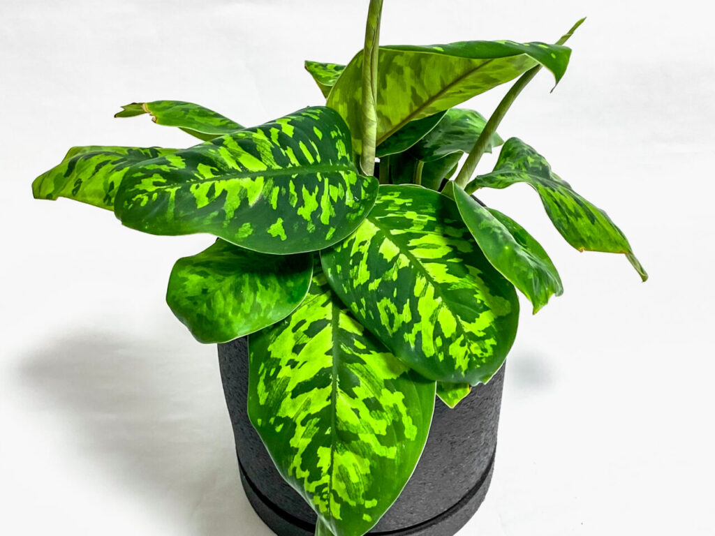 ホマロメナ・ワリシー”カモフラージュ”