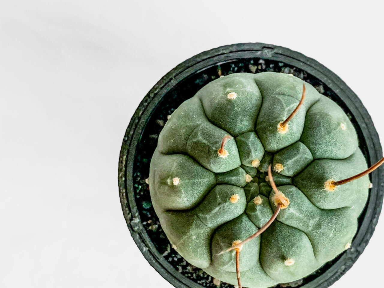 マツカナ・奇仙玉