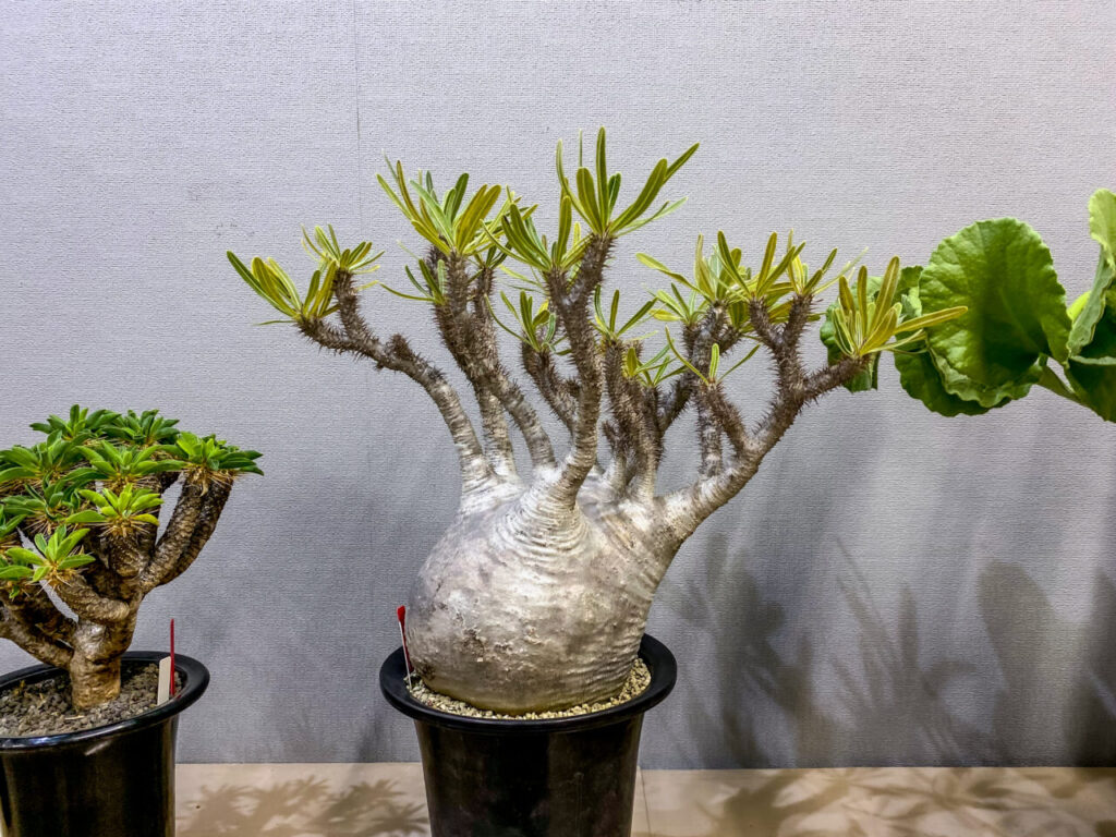 多肉植物とサボテンの展示会。パキポディウム・グラキリス