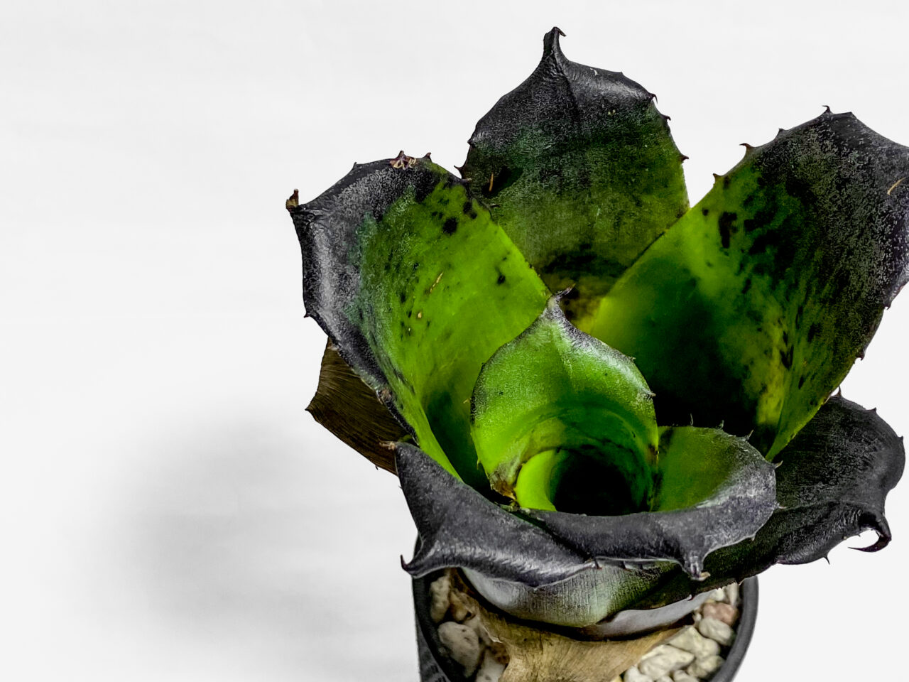 ホヘンベルギア・レオポルドホルスティー”ブラックフォーム”