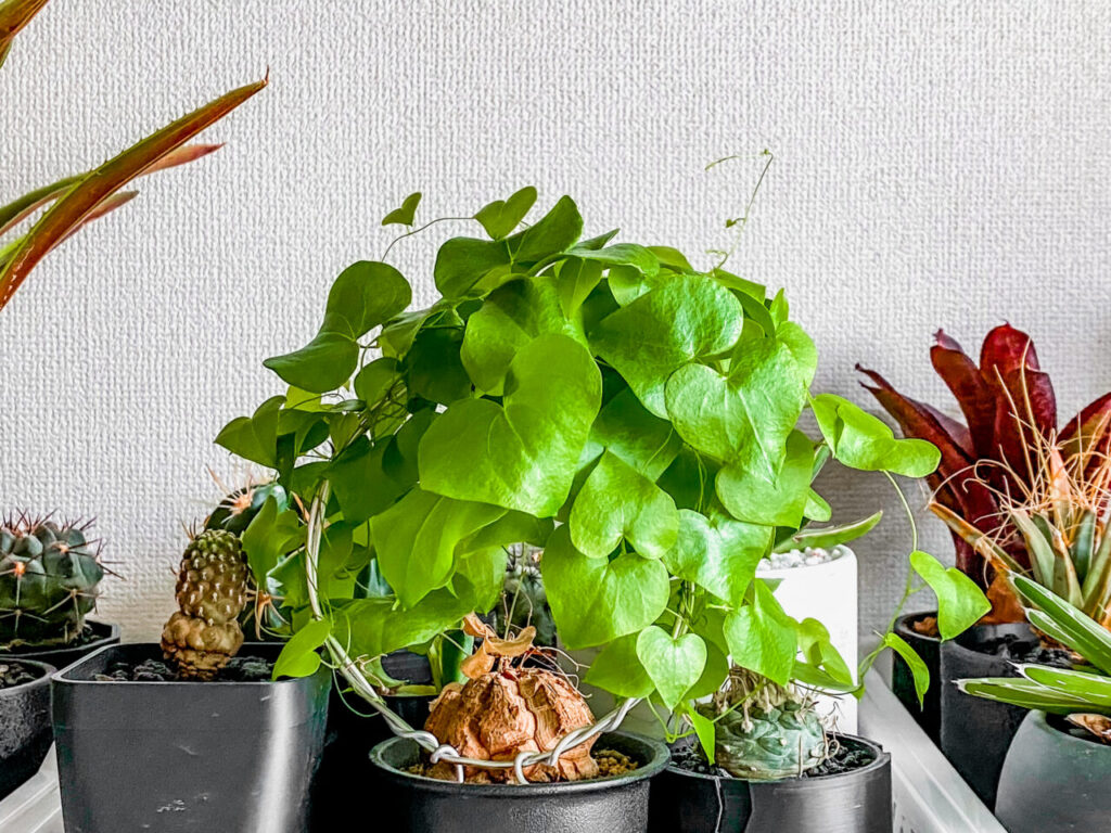 ディオスコレア・（アフリカ）亀甲竜