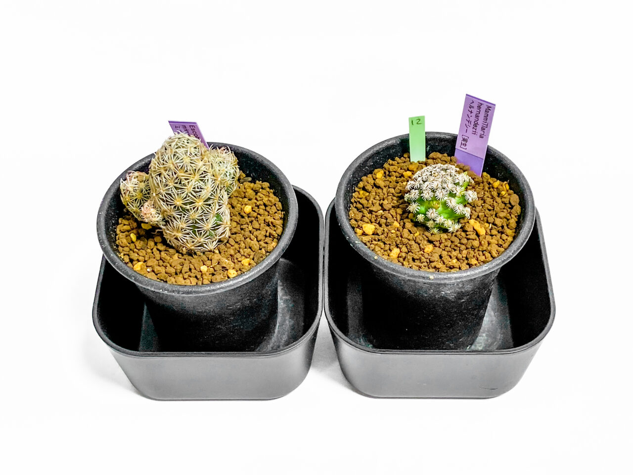 2024年11月のサボテン・多肉植物ビッグバザールの購入品