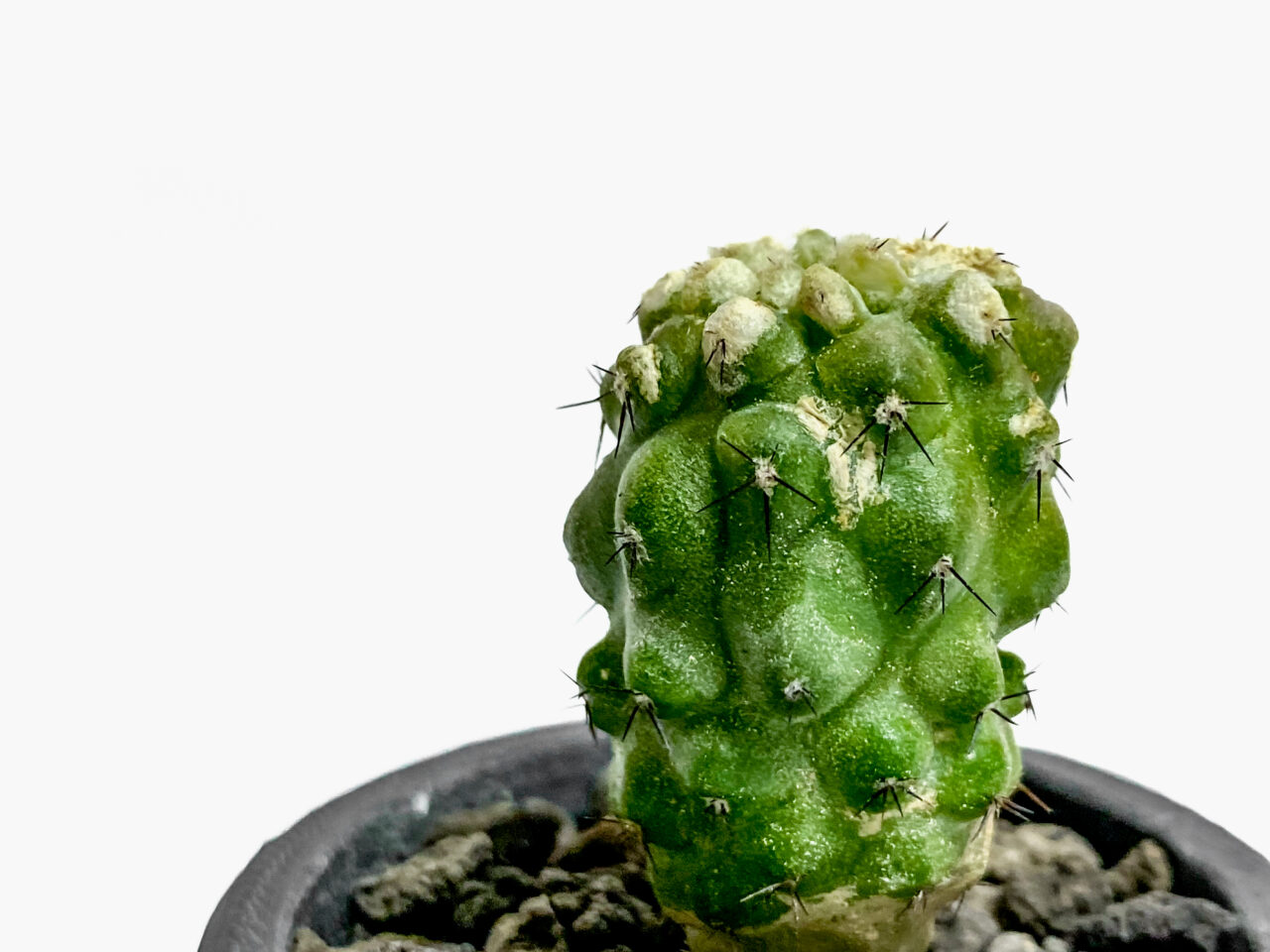 コピアポア・オリヴァナ