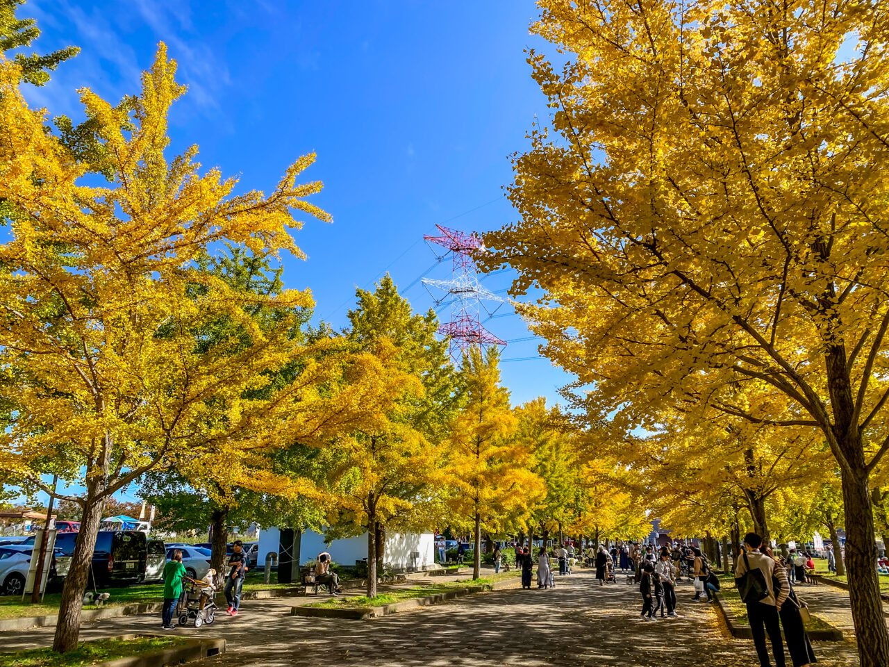 第2回－和－NAGOMI－マルシェ会場の加須はなさき公園は銀杏が見頃