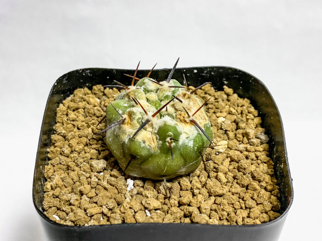 コピアポア・黒王丸