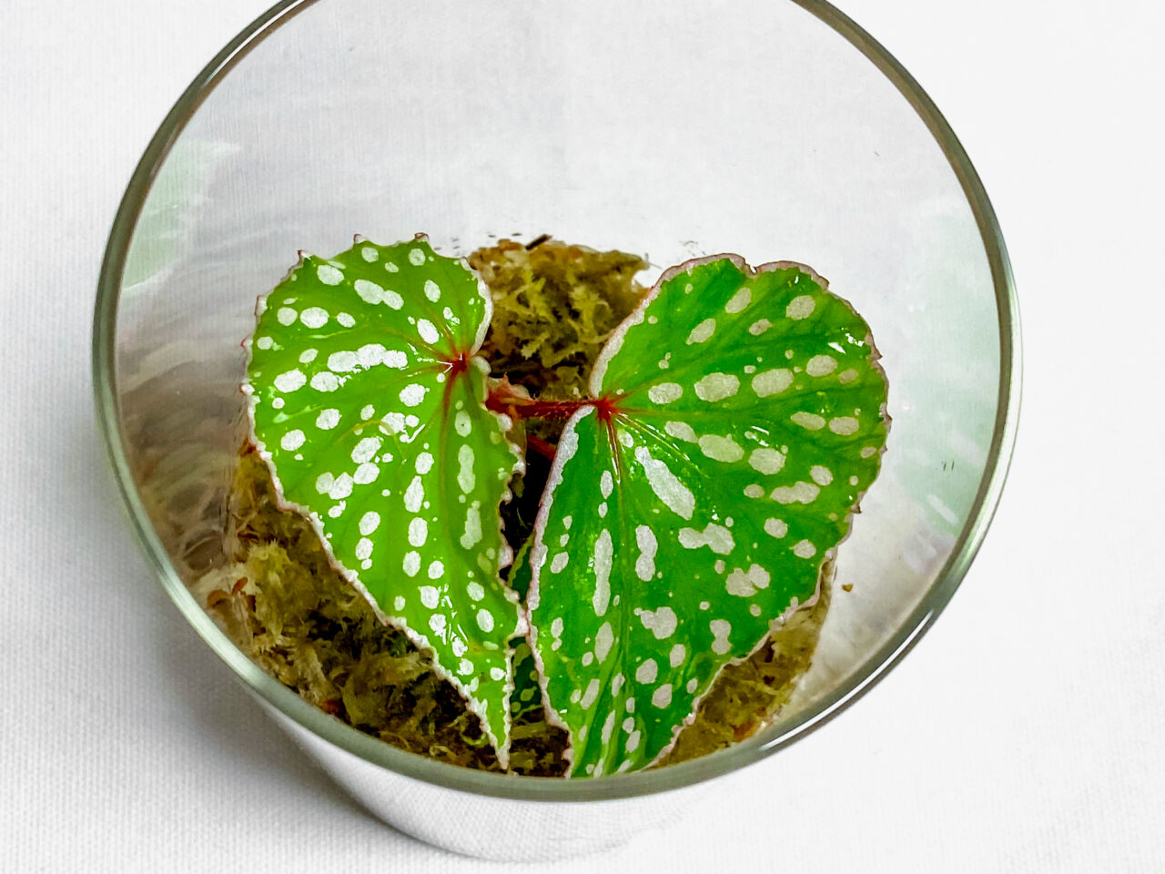 ベゴニア sp. ベラウ