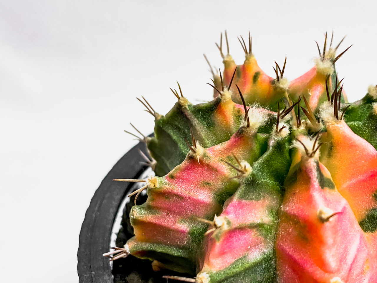 ギムノカリキウム・緋牡丹錦