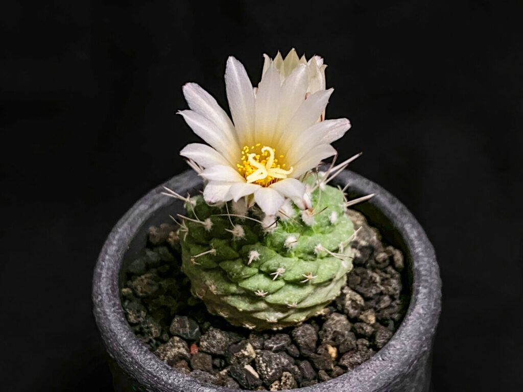 ストロンボカクタス・菊水