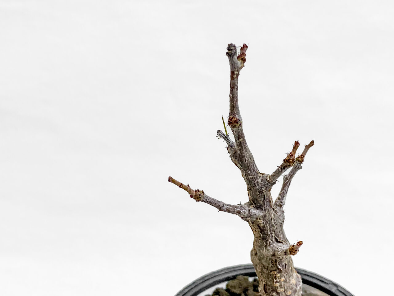 センナ・メリディオナリス