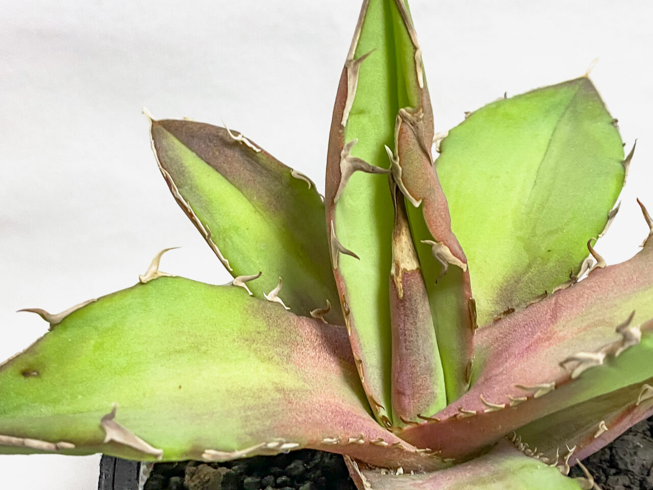 アガベ・オアハカオテロイUSクロン株