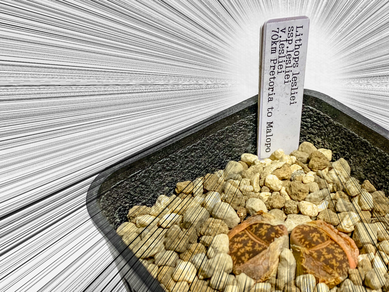 JSS春の多肉市inシマムラ園芸購入品：リトープス・レスリー（紫勲）