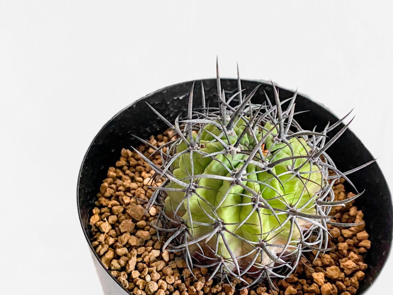 ビザールファームスプリングフェス2025購入品：エリオシケ・暗黒王