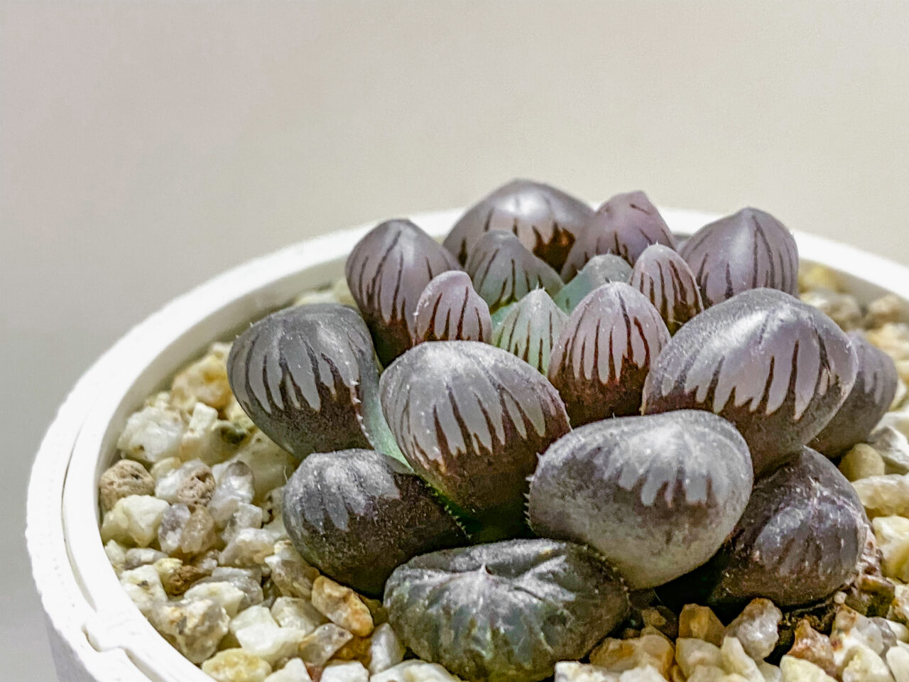 ハオルチア・紫オブツーサ