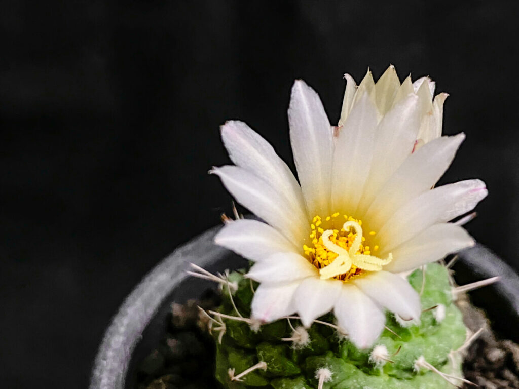 ストロンボカクタス・菊水