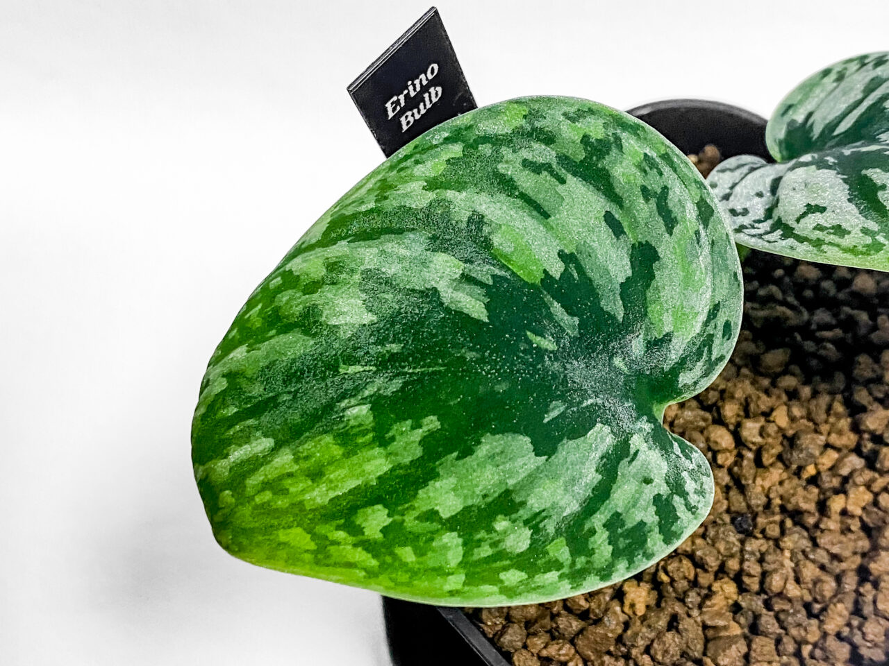 スキンダプサス・ピクタストリカラー