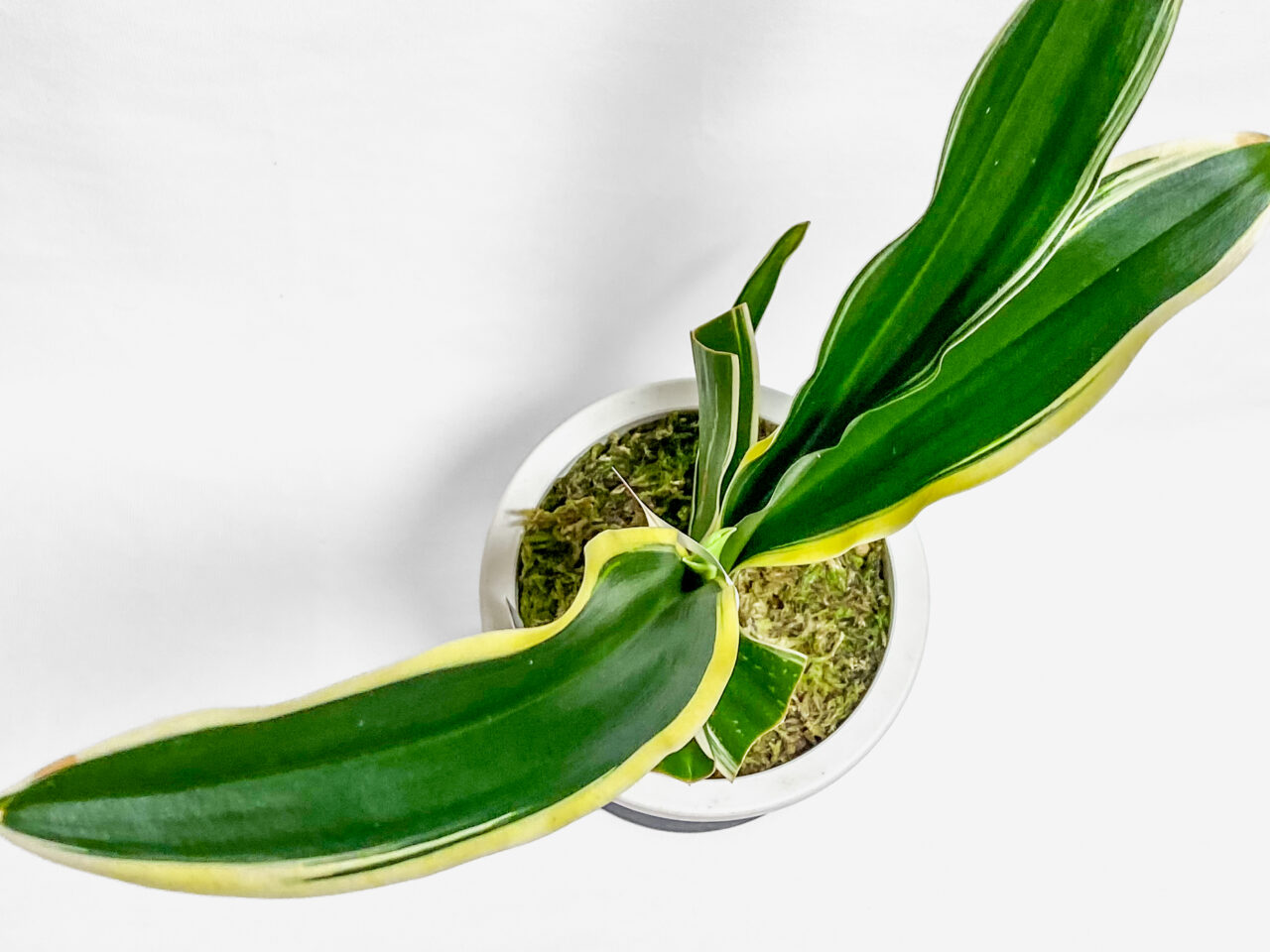 えびね・山野草展購入品：万年青斑入り