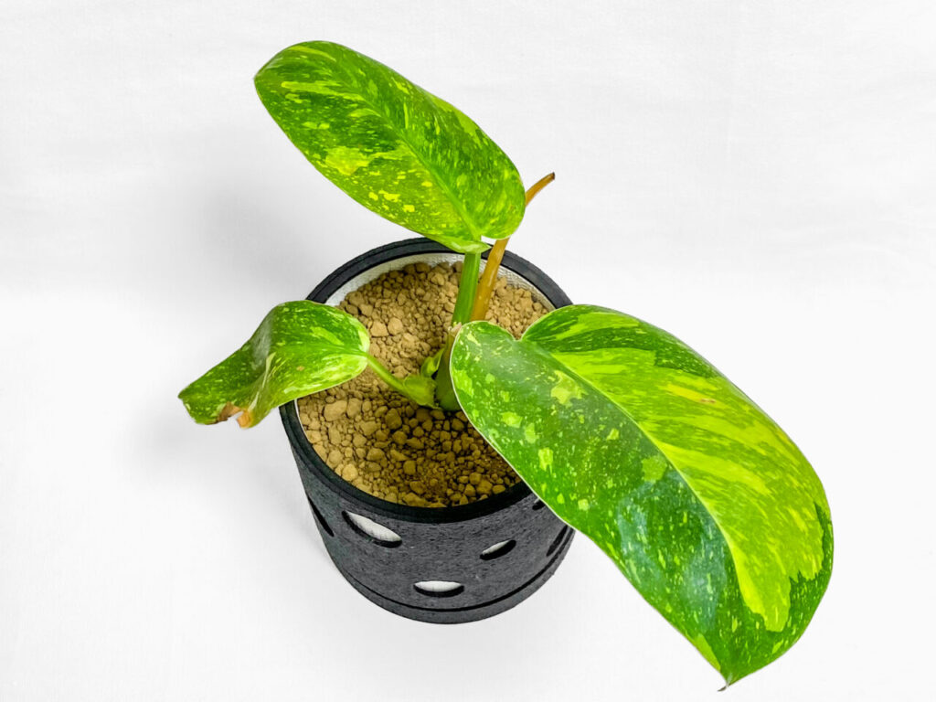 フィロデンドロン・グリーンコンゴハイブリッド