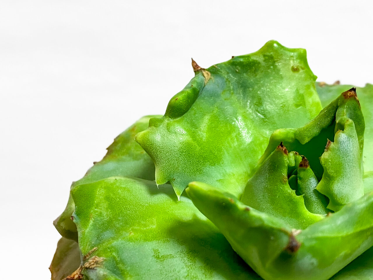 アガベ・王妃雷神覆輪斑