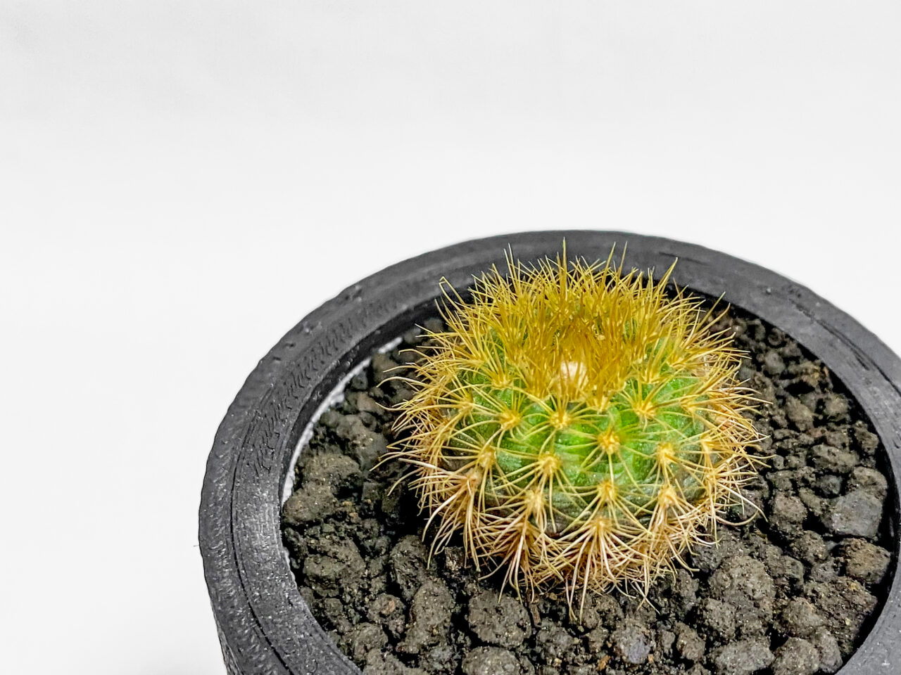 フライレア・熊の子