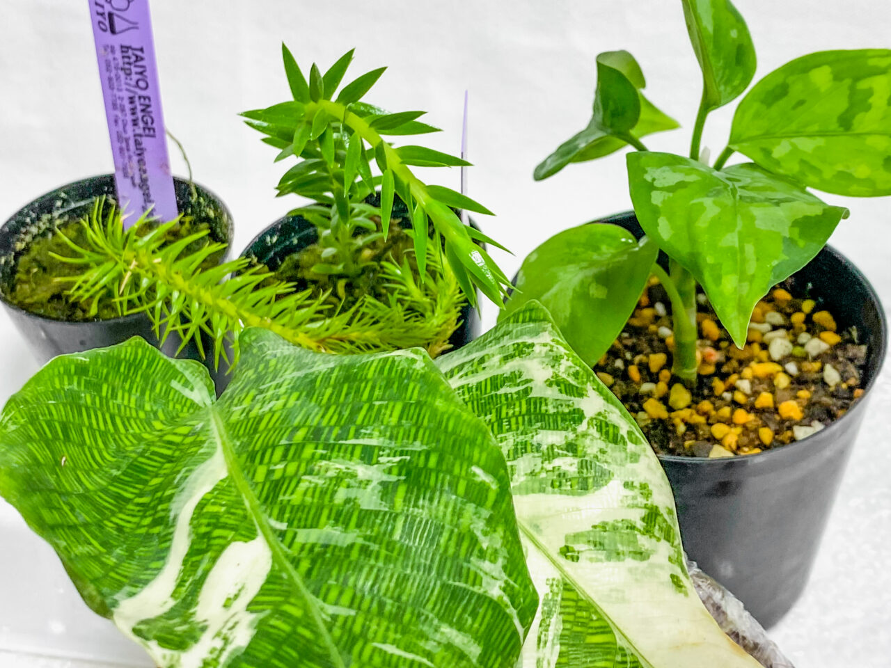 春のオーキッド＆ボタニカルフェア2025購入品