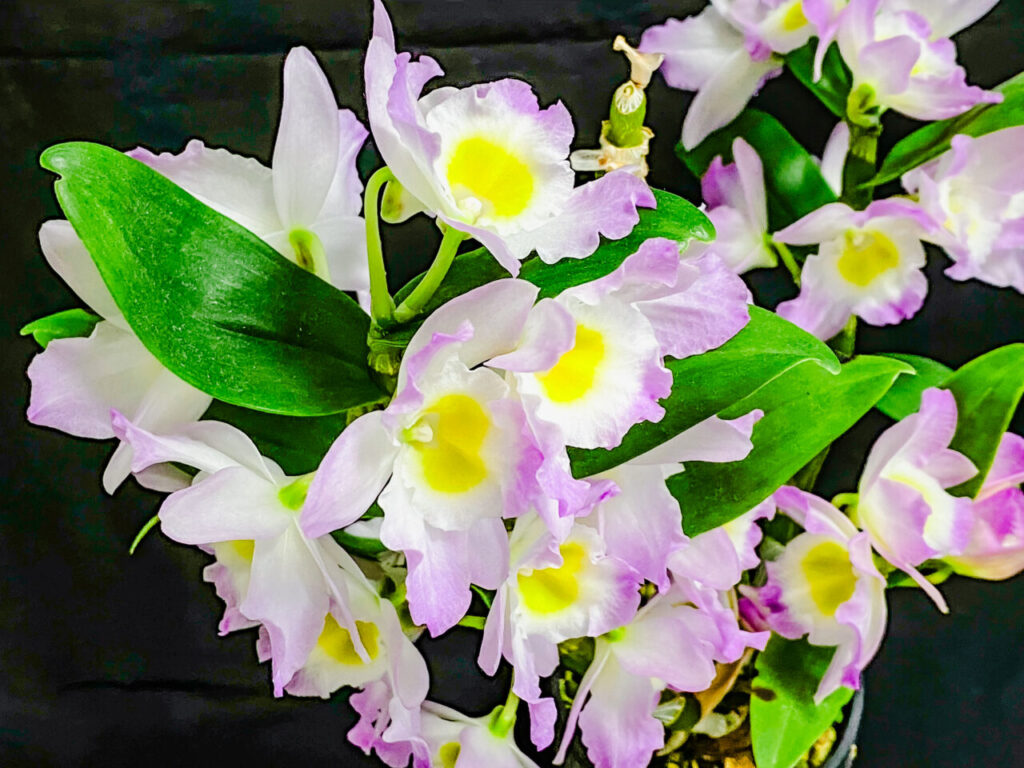 デンドロビウム・ファンシーエンジェル”リセ”