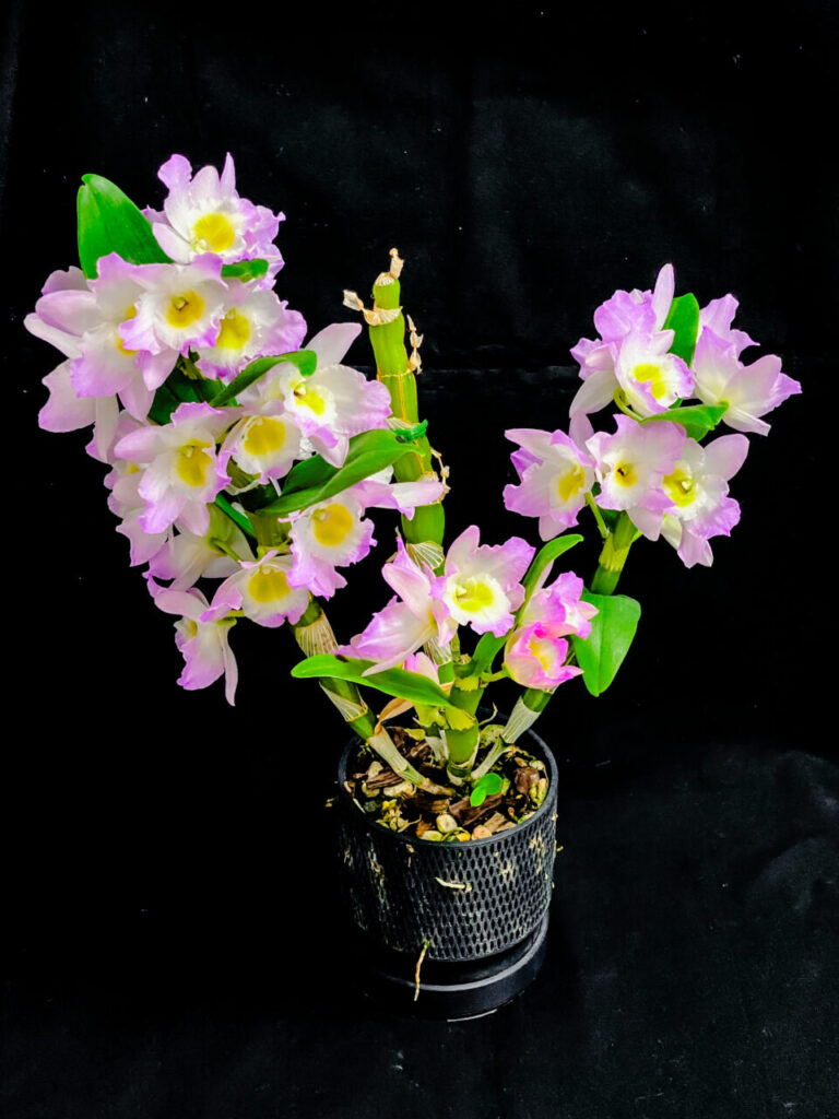 デンドロビウム・ファンシーエンジェル”リセ”