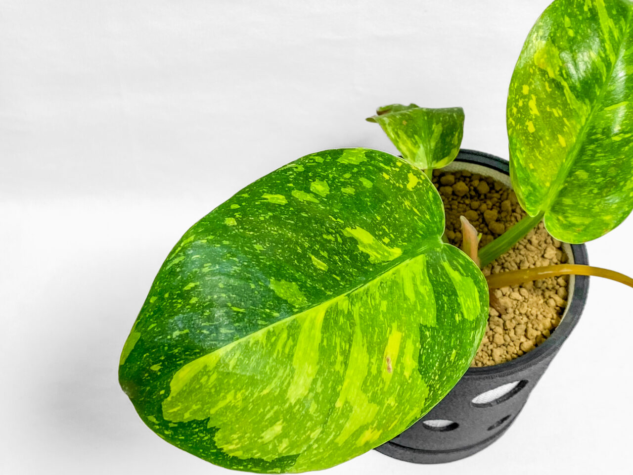 フィロデンドロン・グリーンコンゴハイブリッド