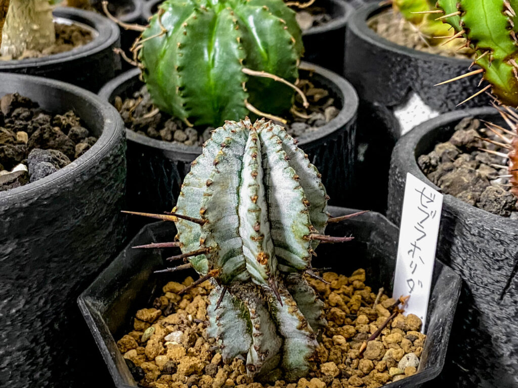 ユーフォルビア・ゼブラホリダ