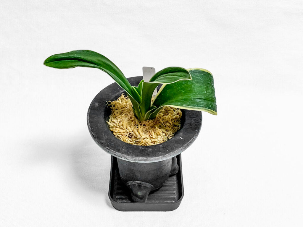 初夏の古典園芸植物展購入品：万年青・萬風