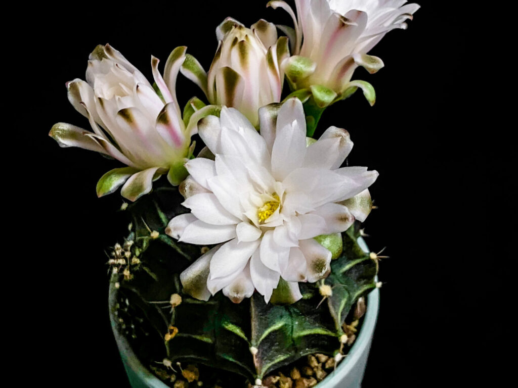 ギムノカリキウム・牡丹玉