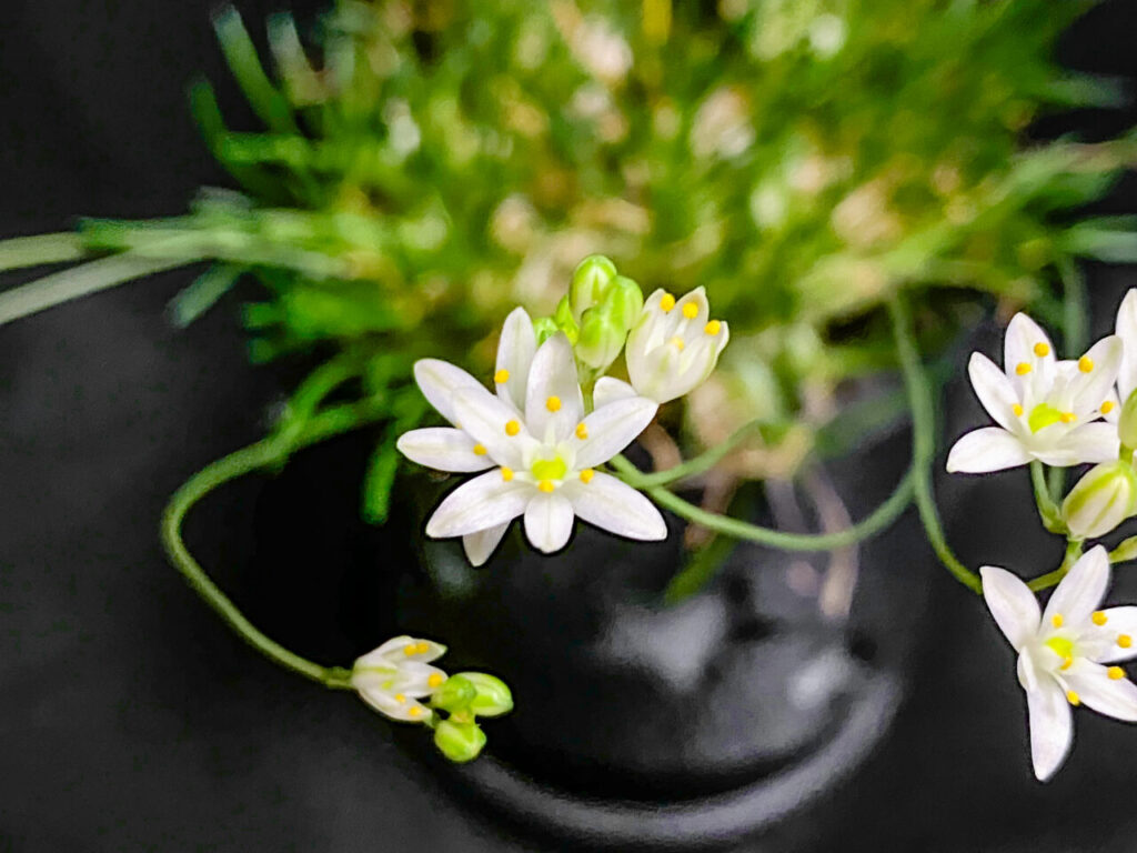 オーニソガラム・リトプソイデス