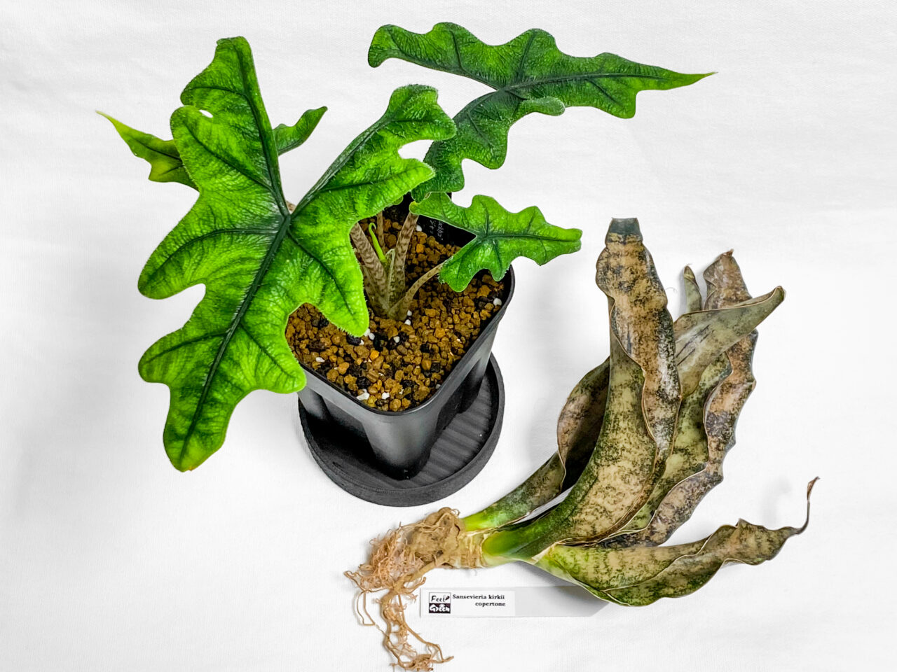 武蔵野花壇夏至祭購入品