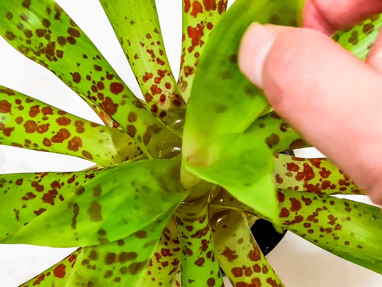 チランジア・ビフローラ