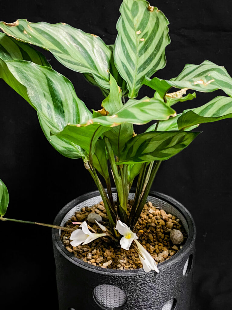 カラテア・フレディ