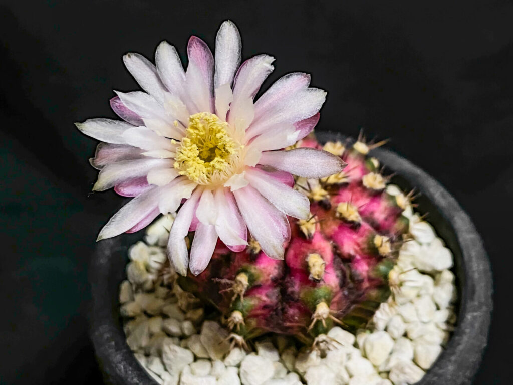 ギムノカリキウム・T-REX