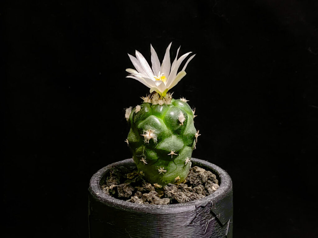 ツルビニカルプス・ロフォフォロイデス