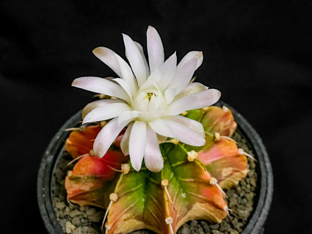 ギムノカリキウム・緋牡丹錦（LB2178交配錦）