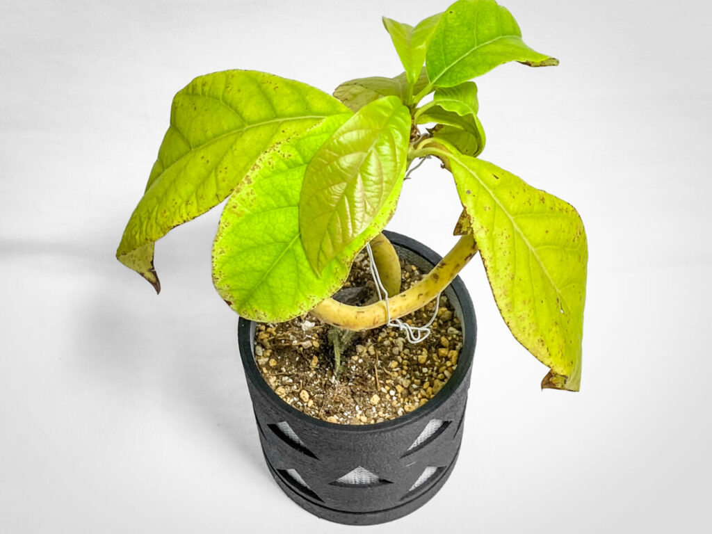 実生3年生のアボカド