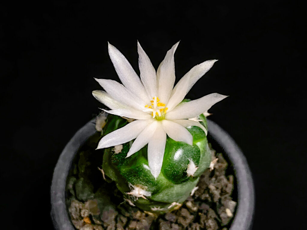 ツルビニカルプス・ロフォフォロイデス