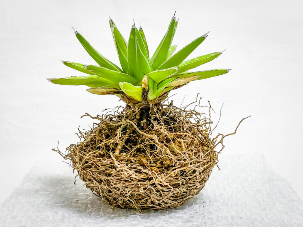 アガベ・笹の雪